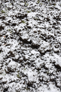 地面的纹理覆盖着一层薄薄的雪。 冬天花园的土壤。 挖出来的地面