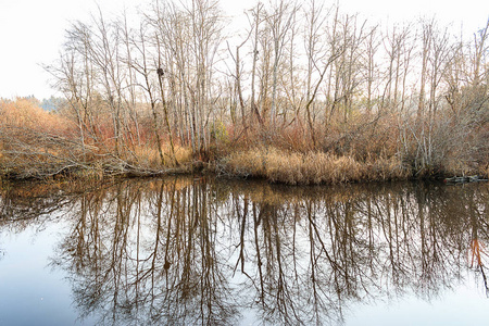 反映在寒冷的湖面上的冬季树木