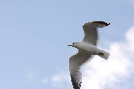 海鸥在挪威的埃古姆海上飞翔