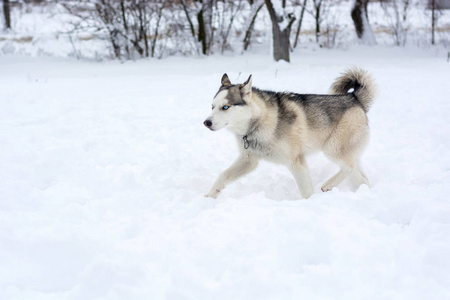 一只哈士奇犬在雪地里奔跑