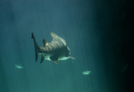 鲨鱼用光线在深水中游动