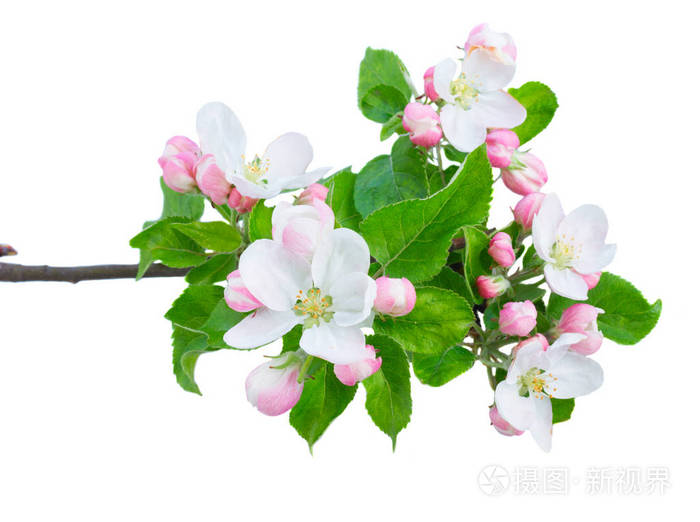 苹果树花和叶子