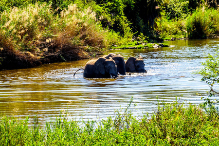在南非克鲁格国家公园法拉博瓦镇附近的奥利芬特河的一条支流gaselati河中玩耍的大象