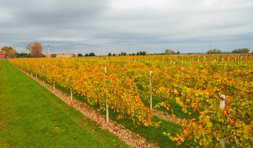 美丽的秋天 coloros。空中无人驾驶的 wineyards 领域从顶部的看法。无人机鸟瞰概念
