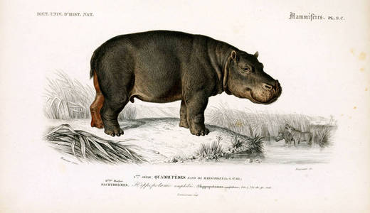 histoire naturelle Paris 1849