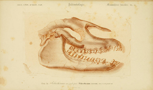 histoire naturelle Paris 1849