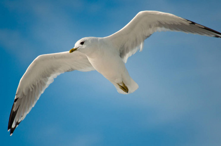 在蓝天上飞翔的白色海鸥