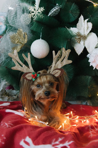 在圣诞树的可爱约克夏犬