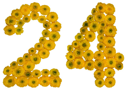 阿拉伯数字 24, 二十四, 从黄色花毛茛照片
