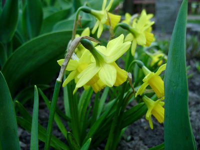 水仙在春天。 花园里盛开的水仙花。 充满黄色水仙花的草地照射着傍晚的太阳。 弹簧灯泡