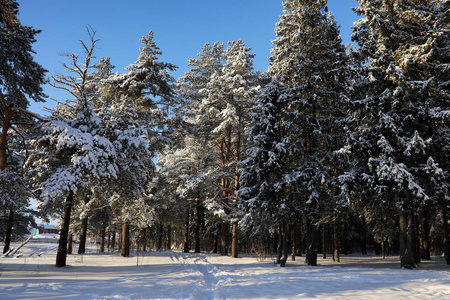 松树林后大雪风暴在阳光明媚的冬日