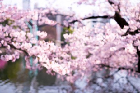 日本拍摄的樱花模糊场景