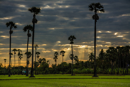 泰国黄昏时期的糖棕榈树景观
