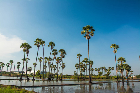 泰国糖棕榈树景观