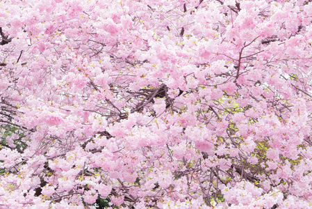 日本美丽明亮的樱花