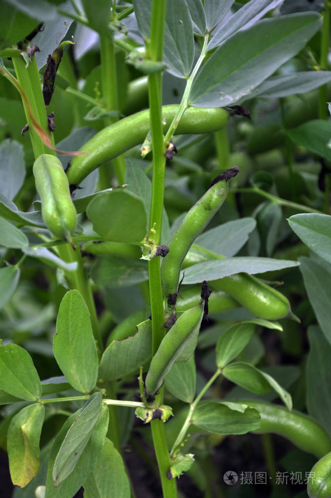 马豆,植物和绿色豆荚