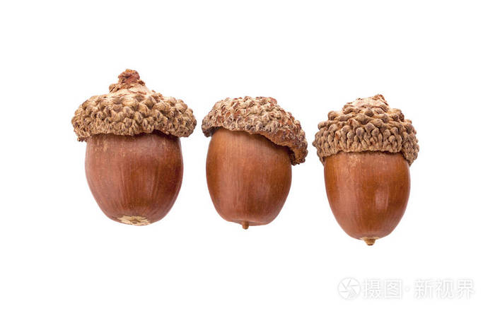 橡子在白色背景关闭