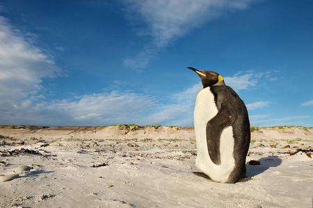 少年王企鹅站在沙滩上