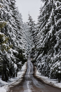 穿过松树林的雪路