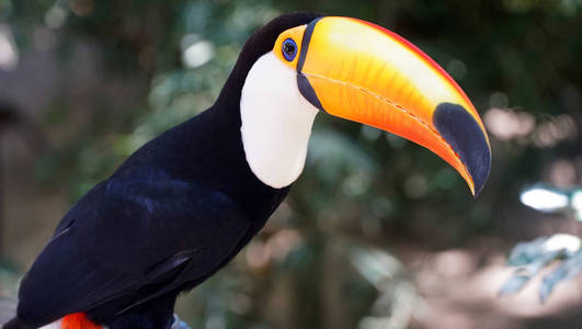 自然环境中的外来巨嘴鸟巴西伊瓜库