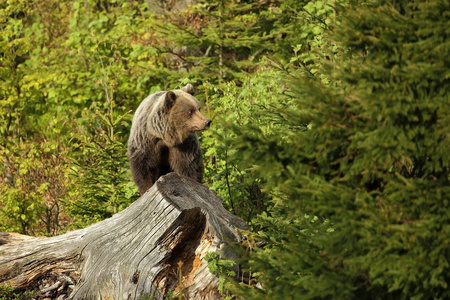 乌苏阿克托斯。 棕熊。 这张照片是在斯洛伐克拍的。 棕熊在整个欧洲都有发现。 美丽的熊形象。 斯洛伐克的性质。 狂野的自然。 