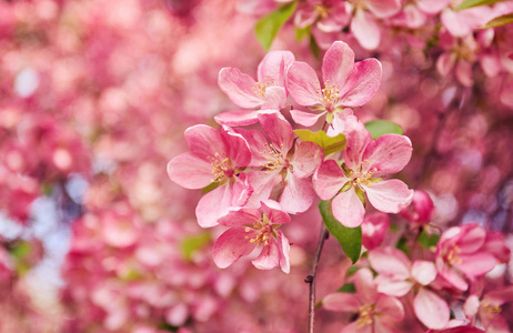 春季装饰红苹果树花开花