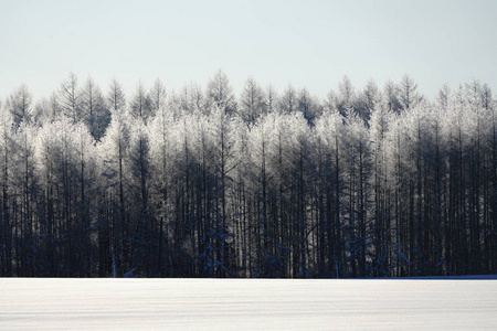 北海道冬季景观