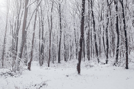 冬季森林冻结的树木。 雪林中的冬季景观。