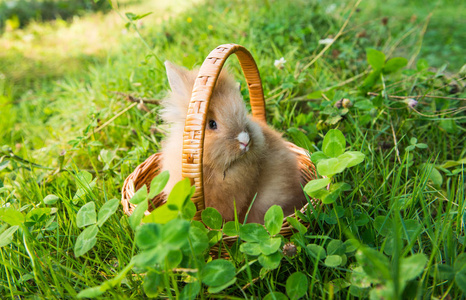 春天的绿草上的兔子