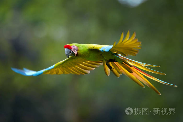绿黄色 野生热带森林鹦鹉 飞行与伸展的翅膀对模糊的背景.
