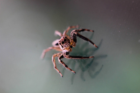 莫克罗拍摄的跳跃蜘蛛。 在我家。 2018年1月7日