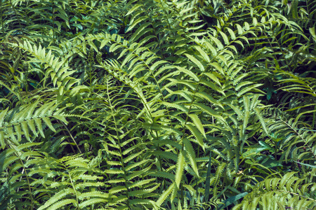 蕨类植物热带绿叶叶, 花卉自然背景。