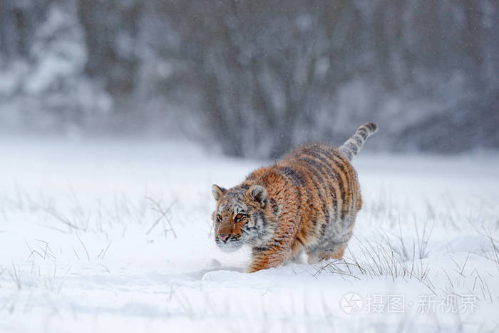 跑虎带雪面.老虎在野生冬