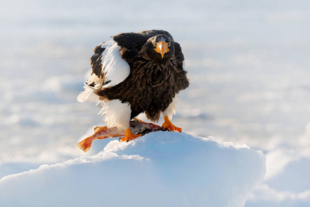 s sea eagle, Haliaeetus pelagicus, bird with catch fish, with wh