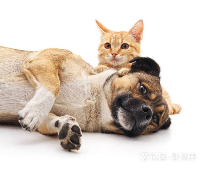 小狗和小猫照片-正版商用图片10u4je-摄图新视界