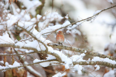 s rosefinch Carpodacus roseus in Japan