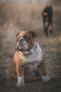 斗牛犬与走开的爱情问题