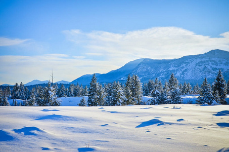 新的雪风景