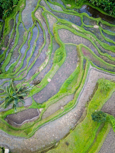 巴厘岛北部的水稻梯田Tegallalang。