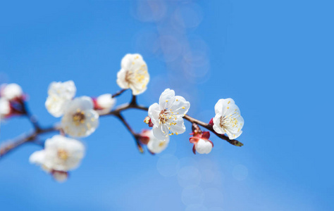 樱桃树花蓝天