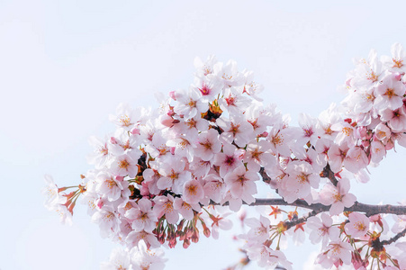 春天樱花盛开。春季背景, 樱花季节在韩国。软焦点