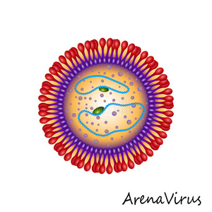 竞技场病毒颗粒结构图片