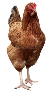 棕色的母鸡被隔离在白色的背景上。