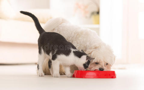 猫狗吃碗里的食物