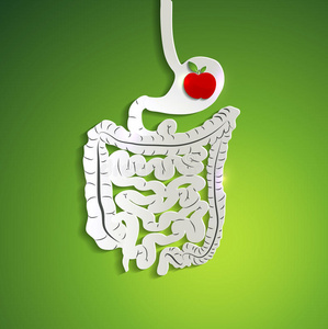 纸消化系统与胃苹果