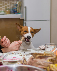 不定期为被宠坏的狗吃午餐图片