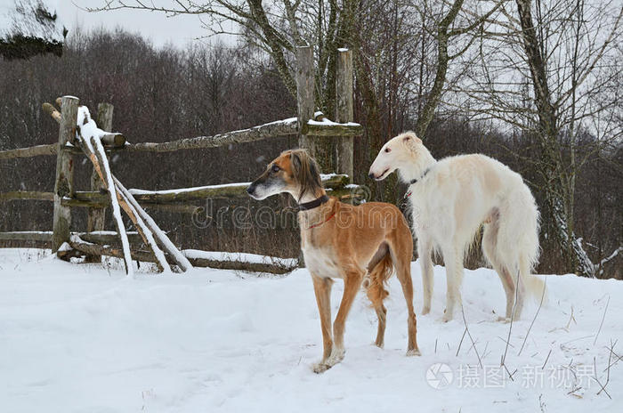 哈萨克灰狗塔齐非洲美人芬兰猎犬雪上的狗野生动物猎犬比利时牧羊犬