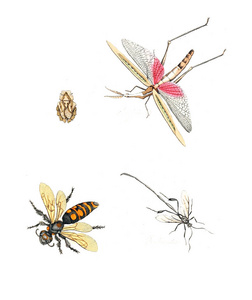 昆虫的插图。 自然历史的插图。 1770