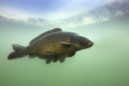 水下拍摄的鱼鲤鱼科的鲤鱼在池塘。 鲤鱼鲤鱼背景优美。 生活在河流栖息地。