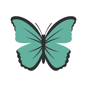 昆虫蝴蝶图标，平面样式